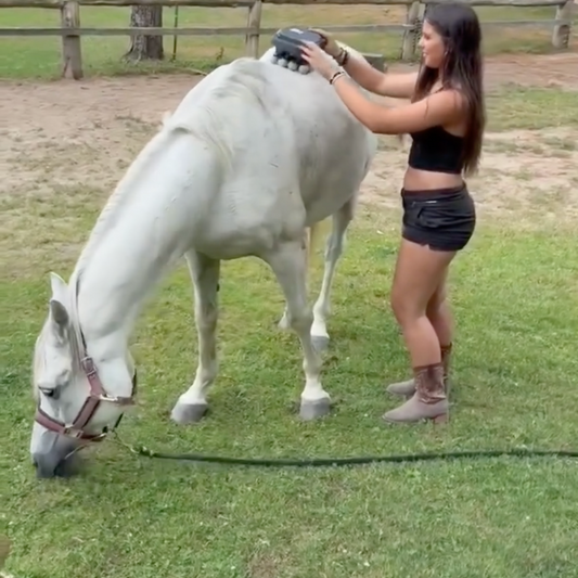 How the 16-Head Massage Gun Can Help Your Pet Feel Better: A Guide to Animal Muscle Relief